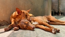 ZIMT, Hund, Podenco Andaluz in Osann-Monzel - Bild 12