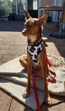 ZIMT, Hund, Podenco Andaluz in Osann-Monzel - Bild 2