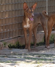 ZIMT, Hund, Podenco Andaluz in Osann-Monzel - Bild 4