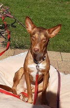 ZIMT, Hund, Podenco Andaluz in Osann-Monzel - Bild 5
