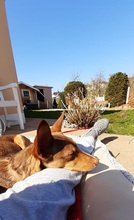 ZIMT, Hund, Podenco Andaluz in Osann-Monzel - Bild 6