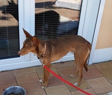 ZIMT, Hund, Podenco Andaluz in Osann-Monzel - Bild 7