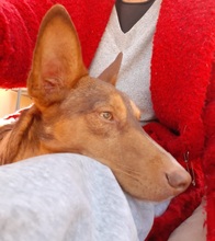 ZIMT, Hund, Podenco Andaluz in Osann-Monzel - Bild 8