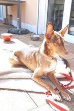 ZIMT, Hund, Podenco Andaluz in Osann-Monzel - Bild 9