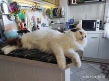 ANITA, Katze, Europäisch Kurzhaar in Bulgarien - Bild 2