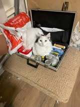 ANITA, Katze, Europäisch Kurzhaar in Bulgarien - Bild 3