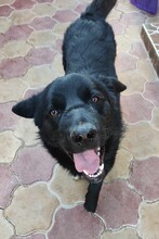 JONA, Hund, Mischlingshund in Rumänien - Bild 1