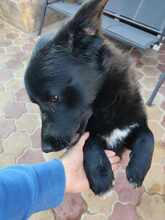 JONA, Hund, Mischlingshund in Rumänien - Bild 2
