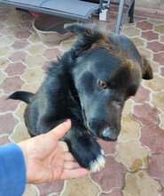 JONA, Hund, Mischlingshund in Rumänien - Bild 3