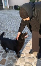 JONA, Hund, Mischlingshund in Rumänien - Bild 4