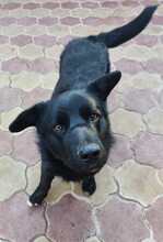 JONA, Hund, Mischlingshund in Rumänien - Bild 5