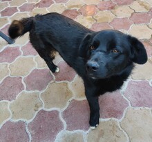 JONA, Hund, Mischlingshund in Rumänien - Bild 6
