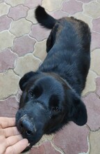 JONA, Hund, Mischlingshund in Rumänien - Bild 7