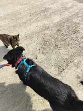JONA, Hund, Mischlingshund in Rumänien - Bild 9