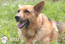 AURORA, Hund, Deutscher Schäferhund-Mix in Portugal - Bild 1