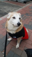 LESSY, Hund, Mischlingshund in Rumänien - Bild 1