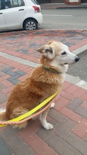 LESSY, Hund, Mischlingshund in Rumänien - Bild 10