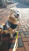 LESSY, Hund, Mischlingshund in Rumänien - Bild 2