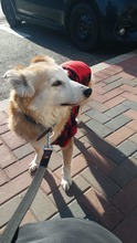 LESSY, Hund, Mischlingshund in Rumänien - Bild 3