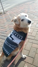 LESSY, Hund, Mischlingshund in Rumänien - Bild 4