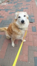 LESSY, Hund, Mischlingshund in Rumänien - Bild 5
