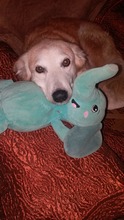 LESSY, Hund, Mischlingshund in Rumänien - Bild 7