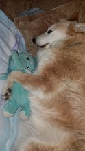 LESSY, Hund, Mischlingshund in Rumänien - Bild 8