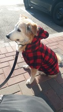 LESSY, Hund, Mischlingshund in Rumänien - Bild 9
