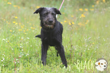 BLACK, Hund, Podenco-Mix in Portugal - Bild 1
