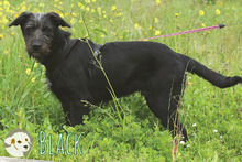 BLACK, Hund, Podenco-Mix in Portugal - Bild 2