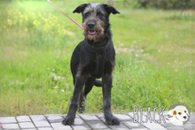 BLACK, Hund, Podenco-Mix in Portugal - Bild 3