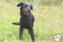 BLACK, Hund, Podenco-Mix in Portugal - Bild 4
