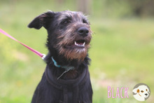 BLACK, Hund, Podenco-Mix in Portugal - Bild 5
