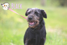 BLACK, Hund, Podenco-Mix in Portugal - Bild 6