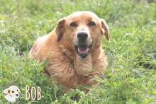 BOB, Hund, Labrador-Mix in Portugal - Bild 1