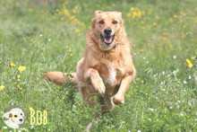 BOB, Hund, Labrador-Mix in Portugal - Bild 2