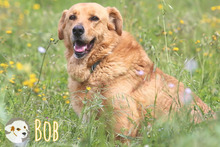 BOB, Hund, Labrador-Mix in Portugal - Bild 3