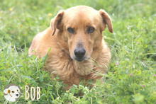 BOB, Hund, Labrador-Mix in Portugal - Bild 4