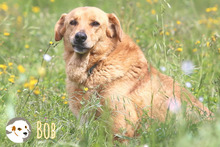 BOB, Hund, Labrador-Mix in Portugal - Bild 5