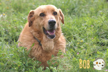 BOB, Hund, Labrador-Mix in Portugal - Bild 6