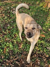 MAX, Hund, Mischlingshund in Rumänien - Bild 1