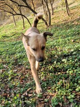 MAX, Hund, Mischlingshund in Rumänien - Bild 2