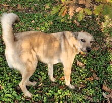 MAX, Hund, Mischlingshund in Rumänien - Bild 5
