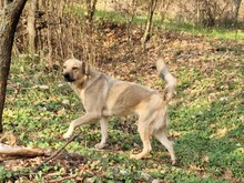 MAX, Hund, Mischlingshund in Rumänien - Bild 6