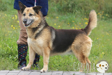 CARLOTA, Hund, Deutscher Schäferhund-Mix in Portugal - Bild 2