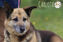 CARLOTA, Hund, Deutscher Schäferhund-Mix in Portugal - Bild 3