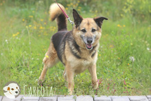 CARLOTA, Hund, Deutscher Schäferhund-Mix in Portugal - Bild 4