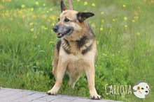CARLOTA, Hund, Deutscher Schäferhund-Mix in Portugal - Bild 5