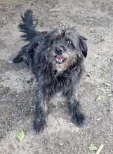 MAYA, Hund, Mischlingshund in Rumänien - Bild 1