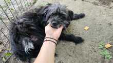 MAYA, Hund, Mischlingshund in Rumänien - Bild 2